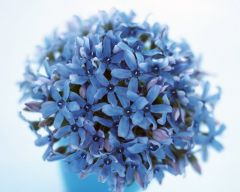 Tapeta Nature Flowers 521.jpg